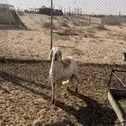 طلي