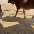 للبيع حسيله