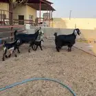 معزا عوارض مطافيل طيبات للبيع