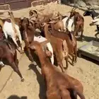 ماعز دهم دفيع مبينه