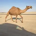 شعلا كفو لقحه لها 7 شهور