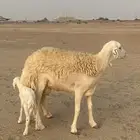 غنم حرية رخال مراح واحد وسم واحد 47 تحتها 1