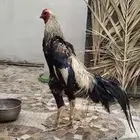 ديك شامو