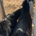 تيوس عوارض