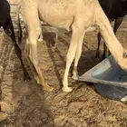 للبيع قعود لباني سمين جدا وعلي حليب وبرسيم وشعير فقط