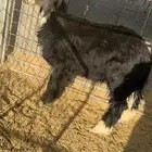 خروف للبيع