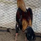 ديك شامو ياباني