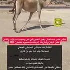 مدني ذلول هجن اصيل طيبه