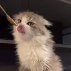 للبيع العاجل