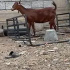 الموقع محايل عسير