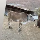 بقره للبيع