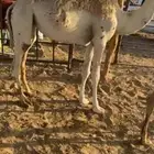 بكره قصب مفروده