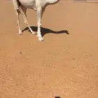 بكره حقه وضحى