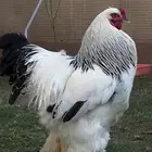 براهما