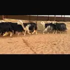 عرض بيع غنم نجد