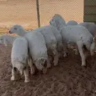 ذبايح حري شي طيب وذبائح نعيمي فل شحم