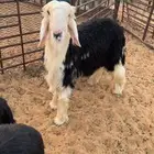 خروف نجدي مشروع فحل او ذبيحه فل الفل