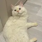قط تبني ذكر شيرازي