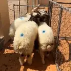 هرافا نعيم خرفان