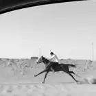 حصان شعبي سبوق