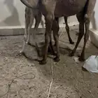 حشو تربية نظيف وطيبة بالحيل