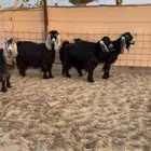 البيع معزا عوارض جنب