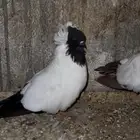 حمام سوداني و زوج مفتل