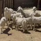 ضان للبيع 6تحتها 7