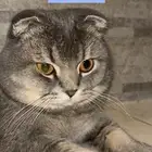 سكوتش فولد سليم ومتطعم