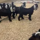 تيوس وجفار مندي ( تم البيع )