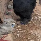 كوشن عملاق