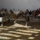 صيصان