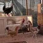 للبيع خروف ورخل عمار اربع اشهر ورخال عيسيات بيض عمار 6 اشهر