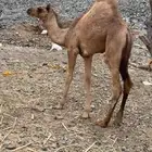 حاشي ساحلي