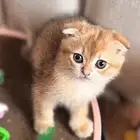 كيتن سكوتش بيور ((( تم البيع )))