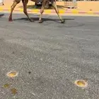 لقحه شعلا