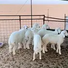 بهم حري فل الفل وفاخر