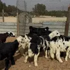 طليان ذبايح نجدي الخرج