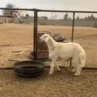 مشروع فحل حري ( تمم البيع )
