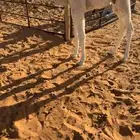 ناقه عشراء ضريبه