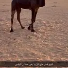 للبيع فحل مجهم على الزايد بعير حمدان البقمي