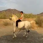 حصان شعبي فاخر