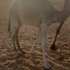 للبيع قعود قصب