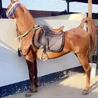 اسطبل ايواء