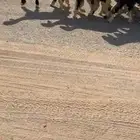 شياه نجد خلفات