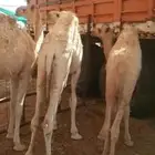 حشو قصب طيبه ومشروطه
