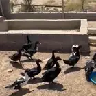 بطط