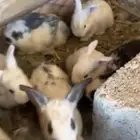 ارانب منتجه بابيون