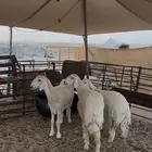 رخال وطليان حريات