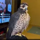 للبيع وكري شواهين طول بعرض 14 5